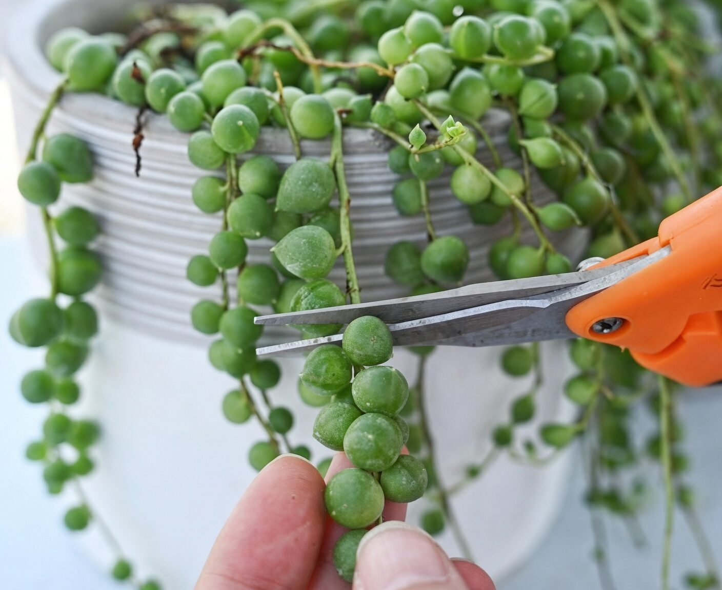 string of pearls root rot pruning
