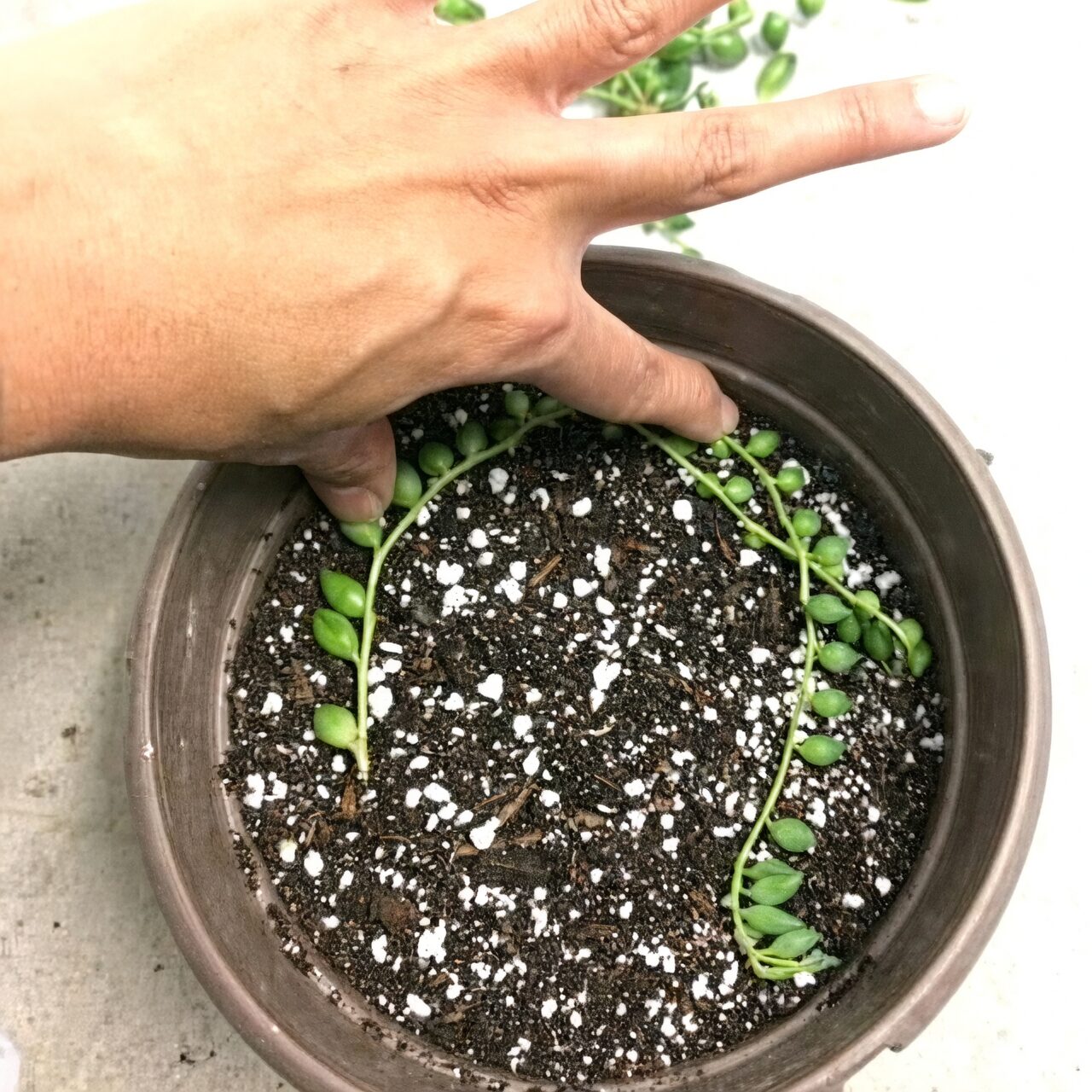string of pearls propagation cuttings soil