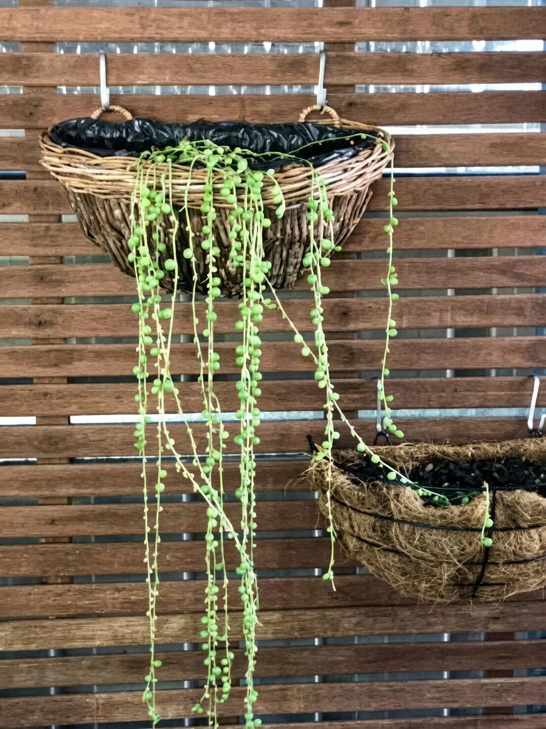 string of pearls mealybugs cottony mass