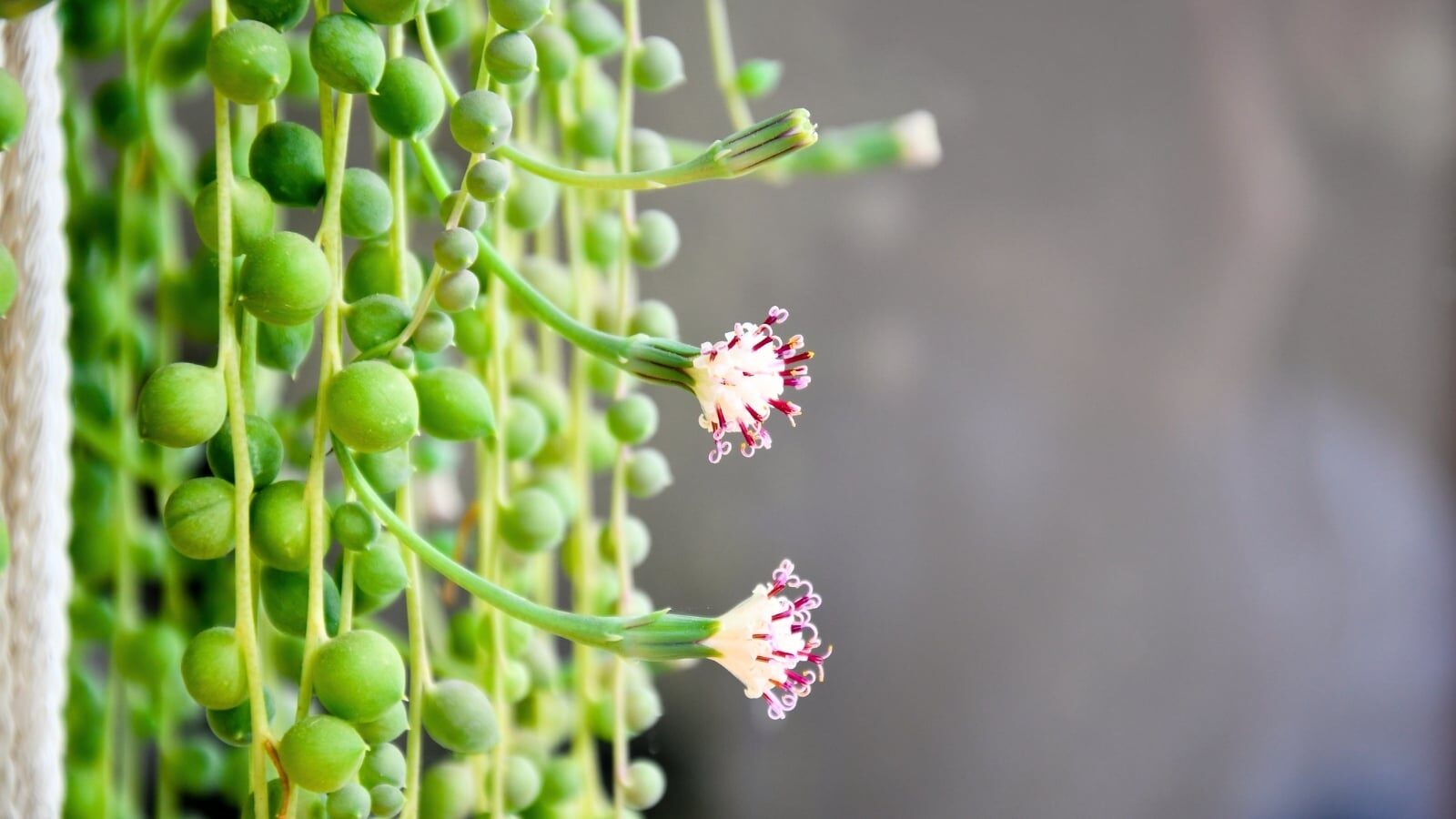 string of pearls aphids new growth