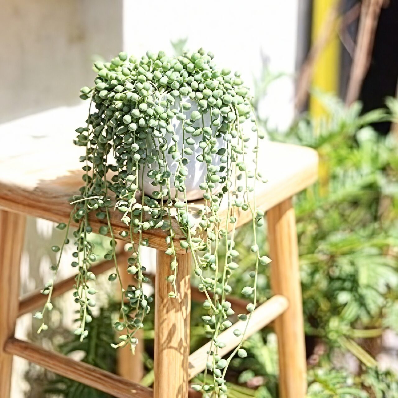 string of pearls rinsing under faucet