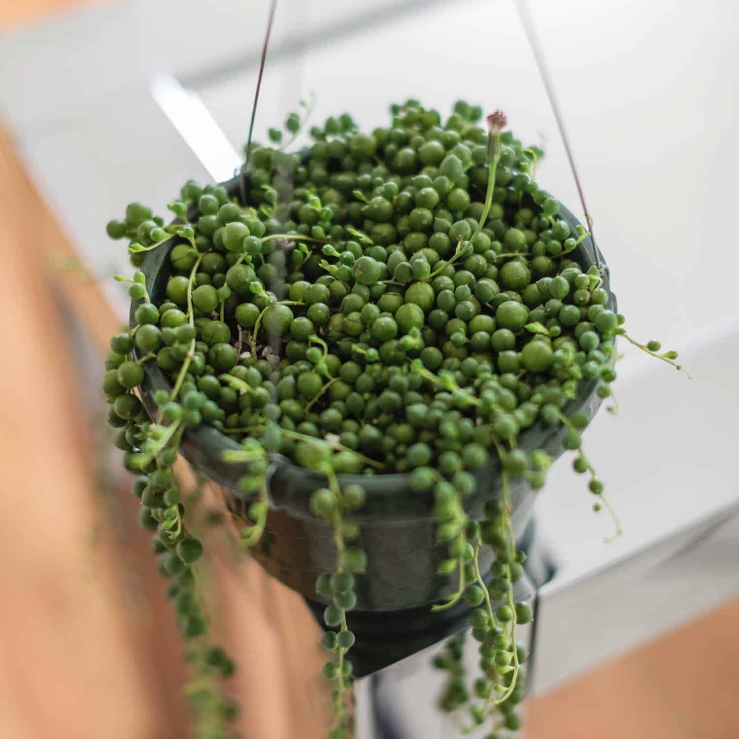 string of pearls three-layer window