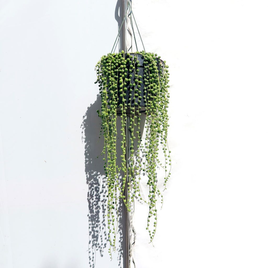 string of pearls minimal interior