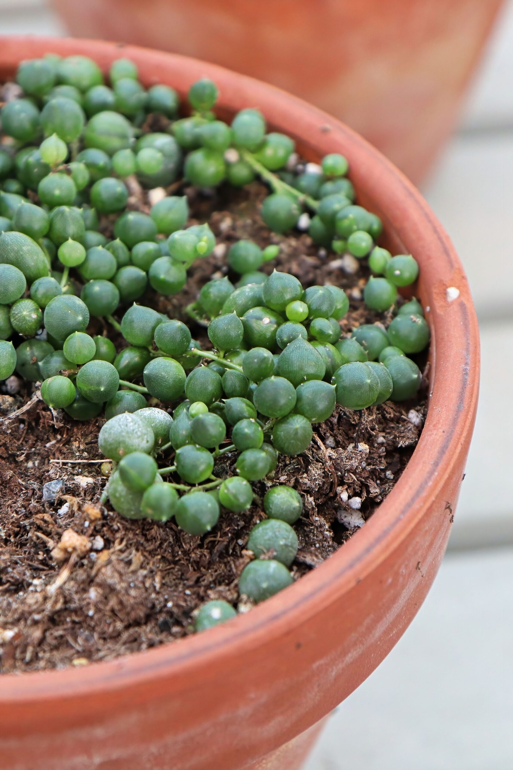 string of pearls watering dry soil