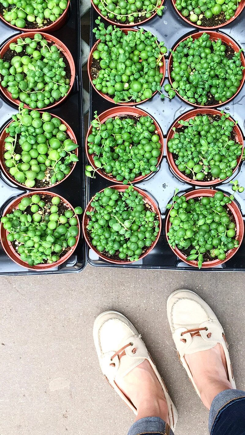 string of pearls shallow pot soil mix