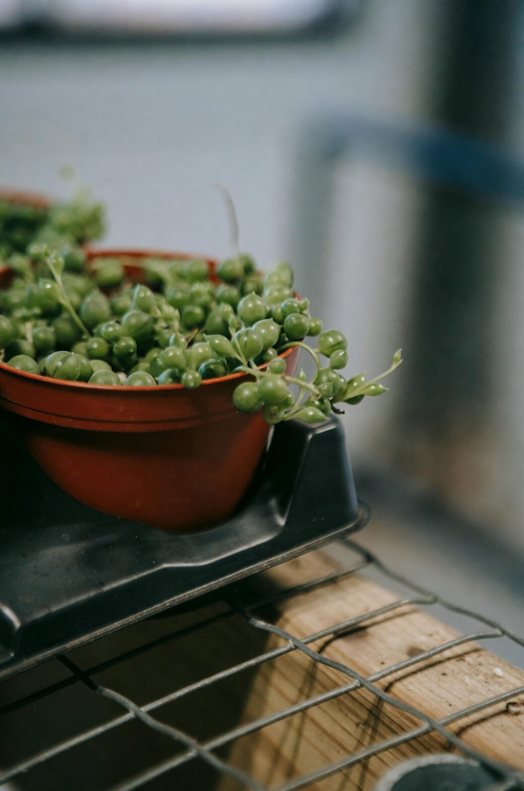 string of pearls cuttings propagation
