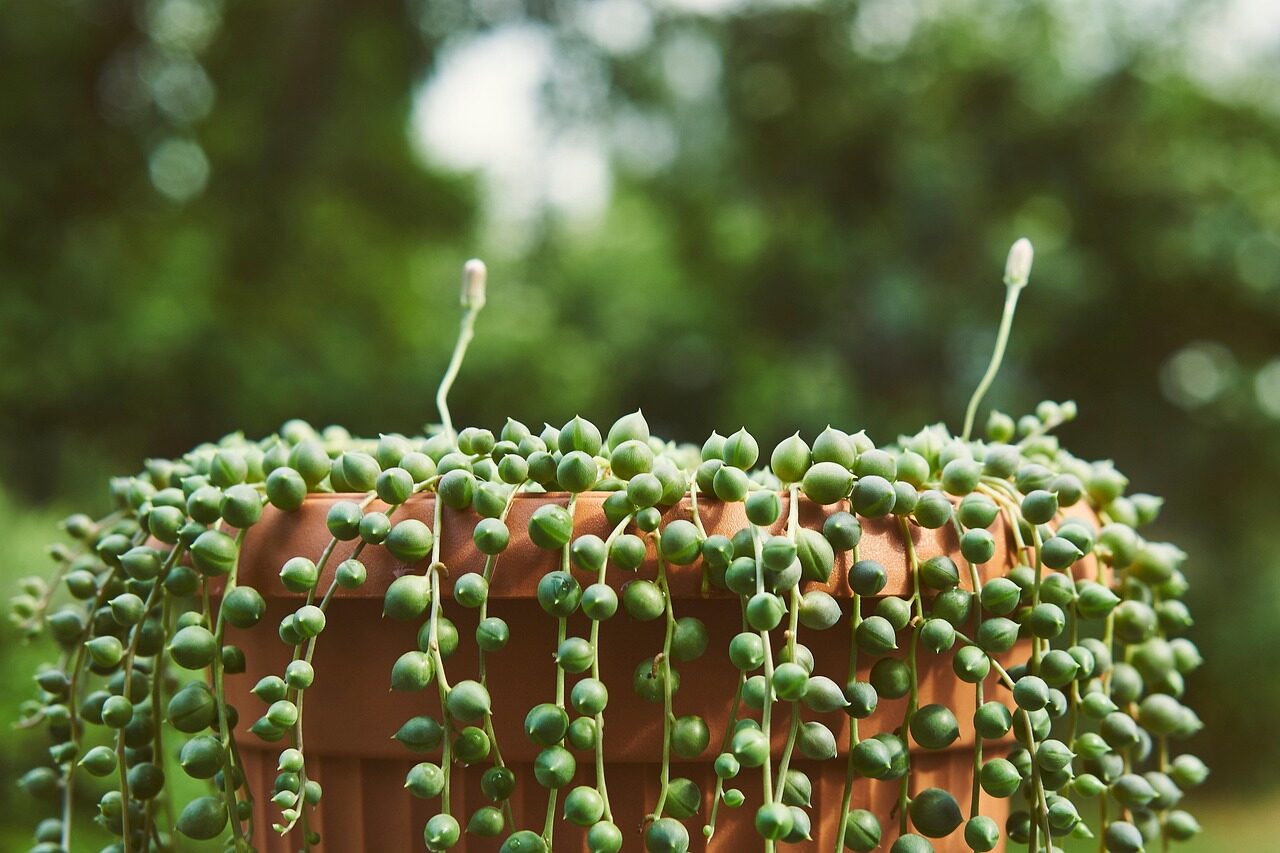 string of pearls leaf window close-up