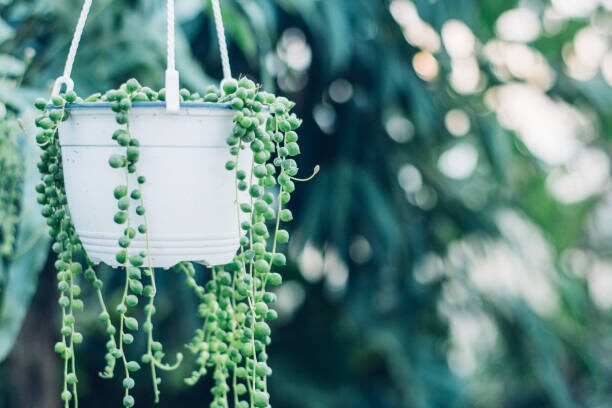 variegated string of pearls window sheer curtain