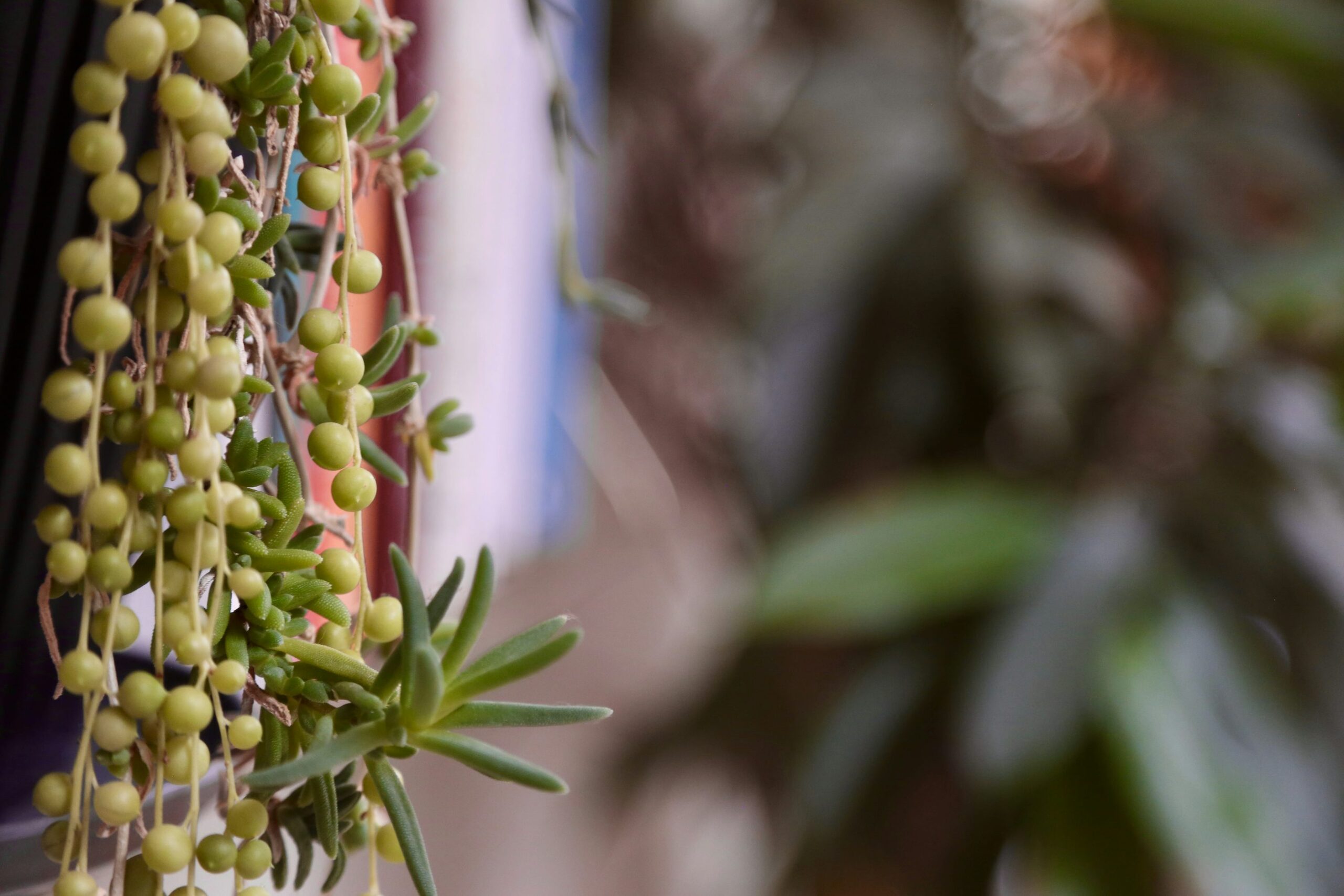 variegated string of pearls sunburn spots close-up