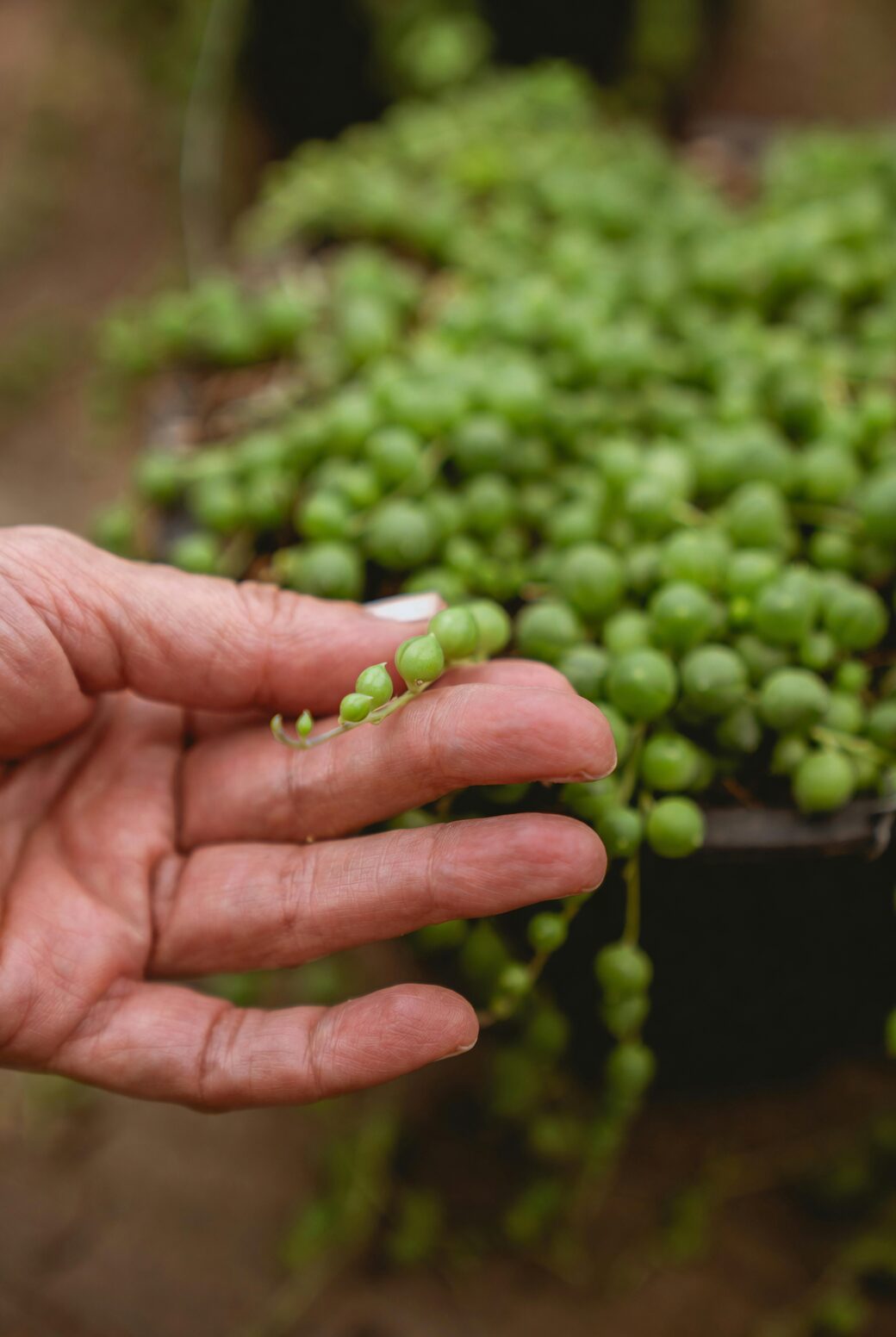 variegated string of pearls pruning green revert