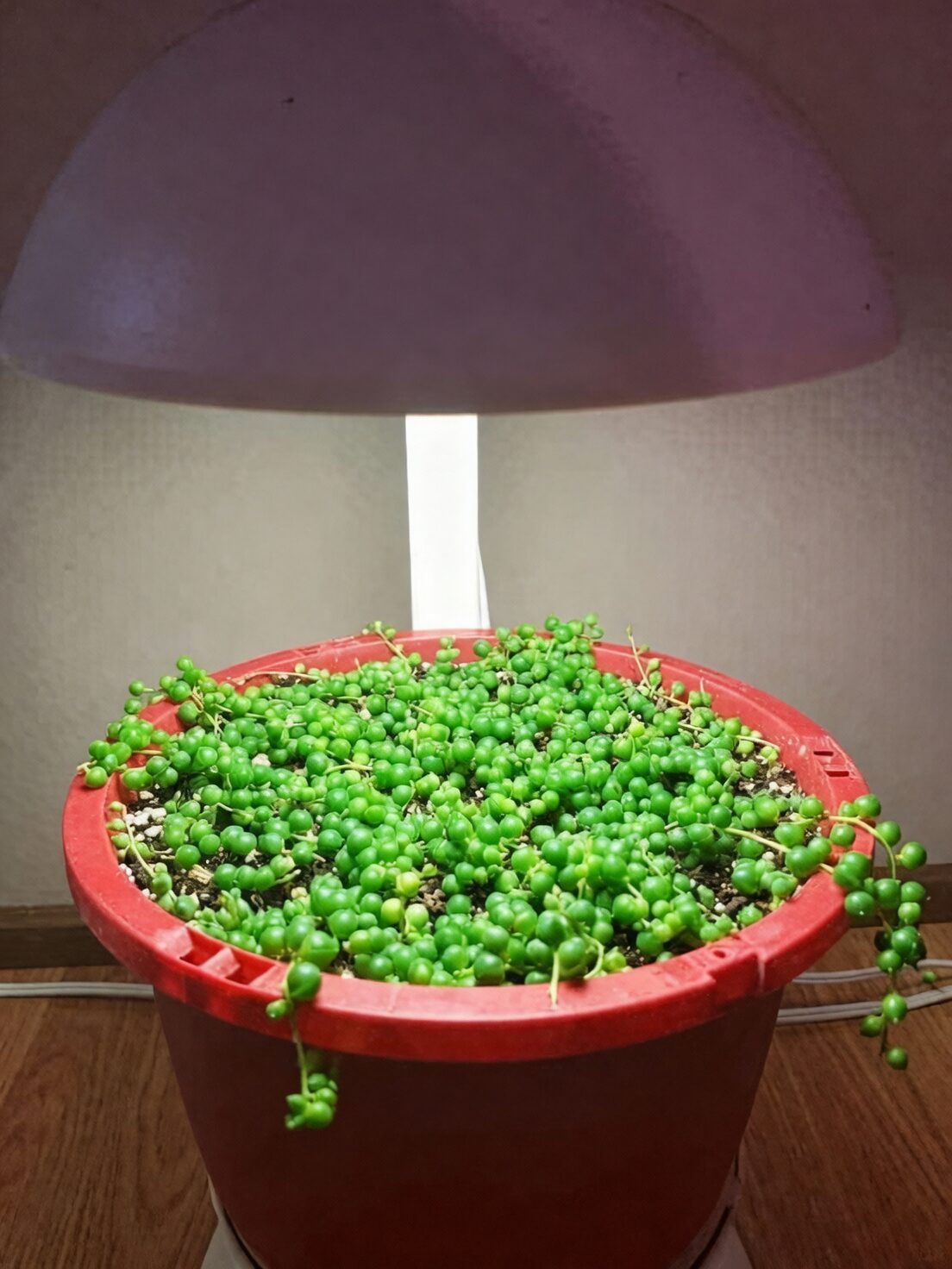 variegated string of pearls under LED grow light