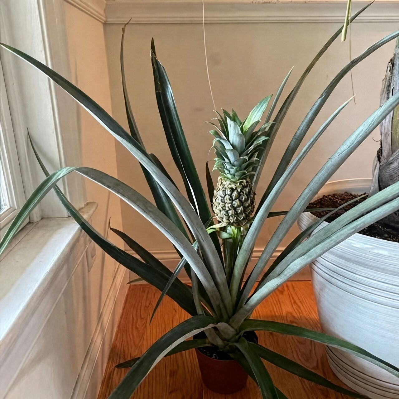 pineapple plant south window sunlight