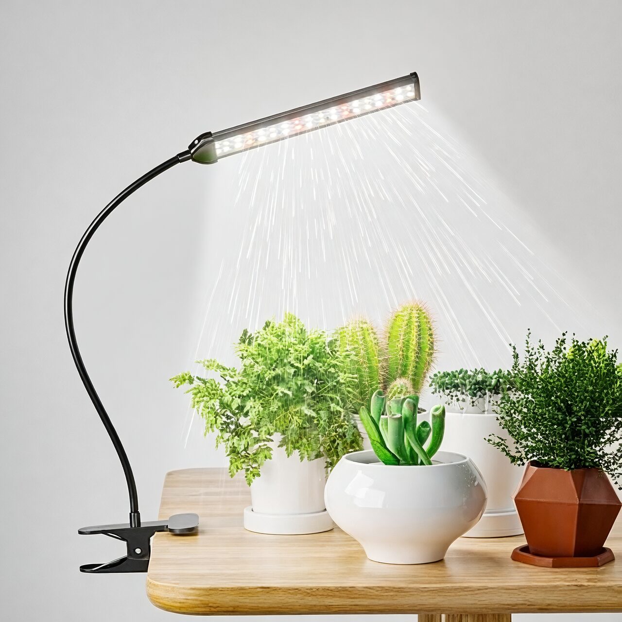 pineapple plant under LED grow light