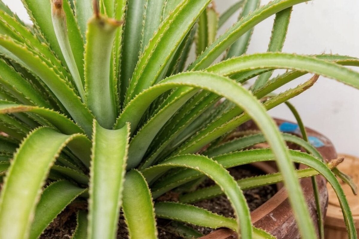 pineapple plant leaf cup watering