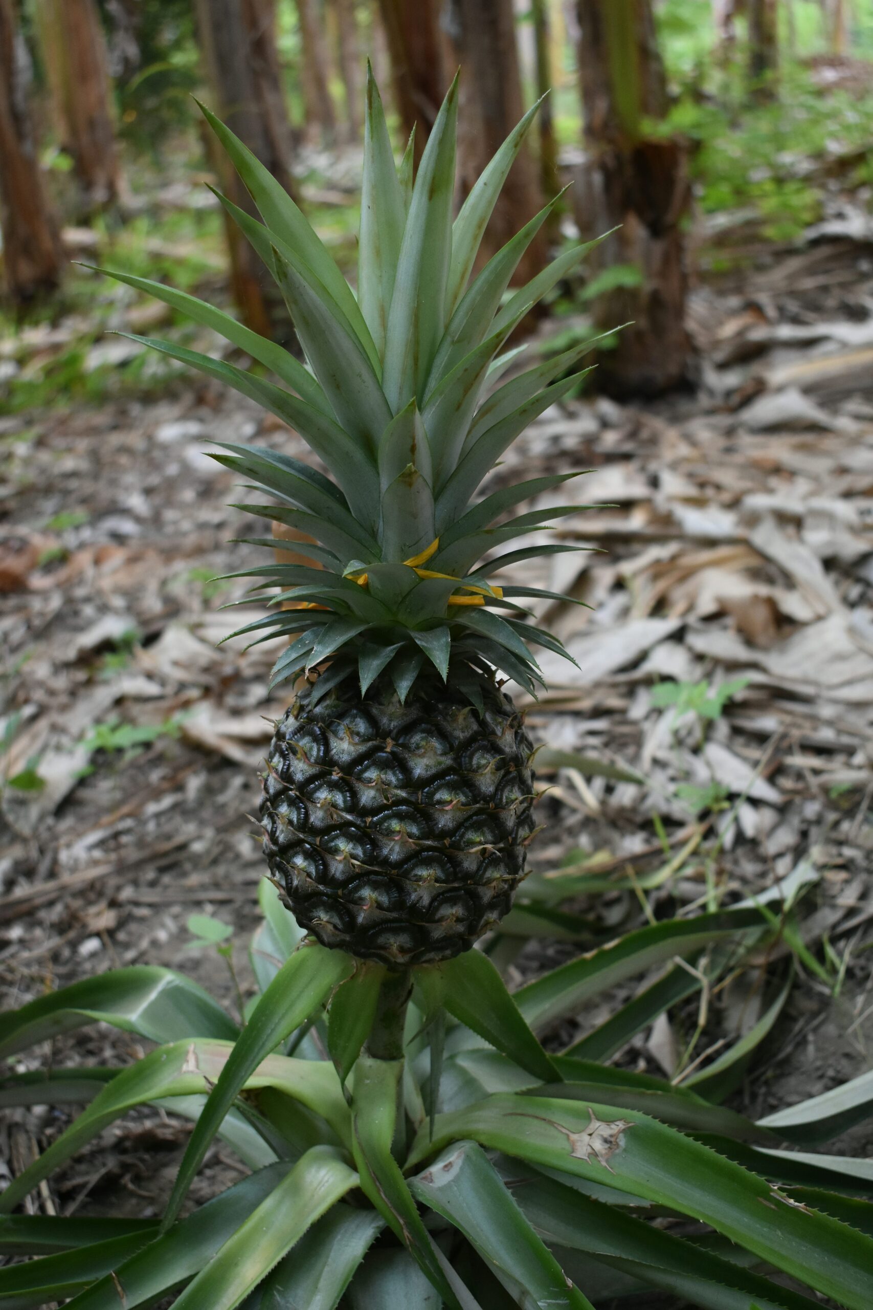 pineapple plant apple ethylene bag