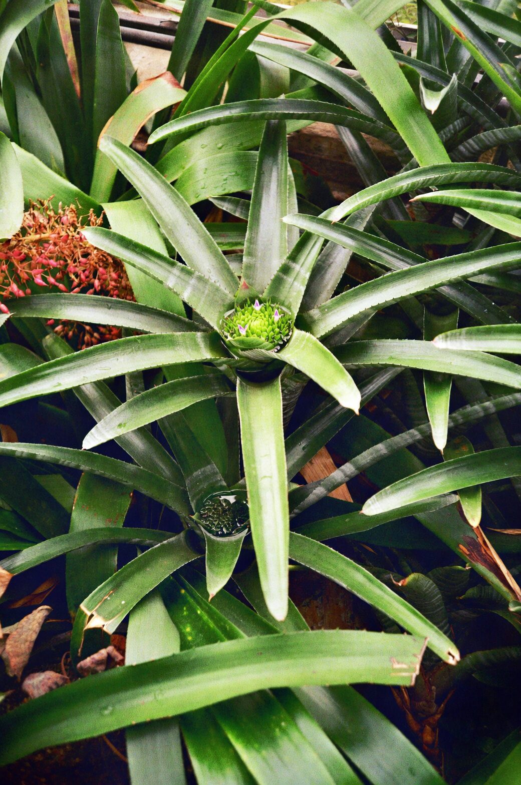 bromeliad crown rot close-up