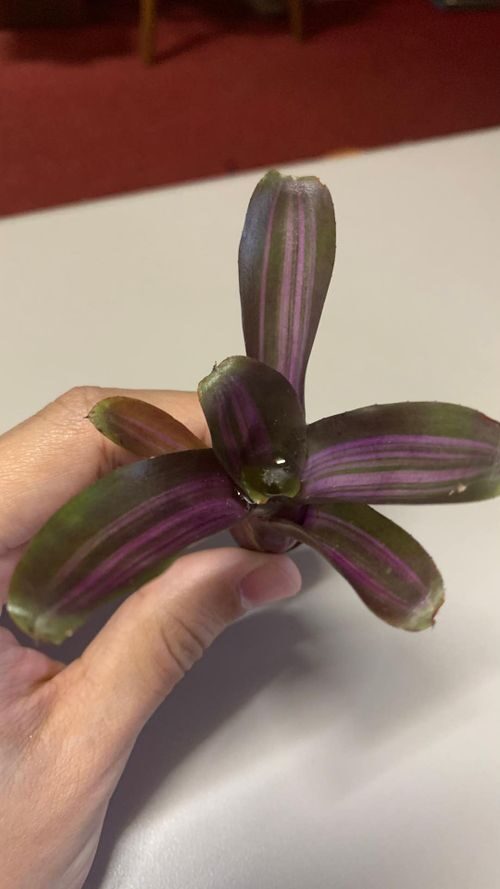 bromeliad mealybugs leaf axil