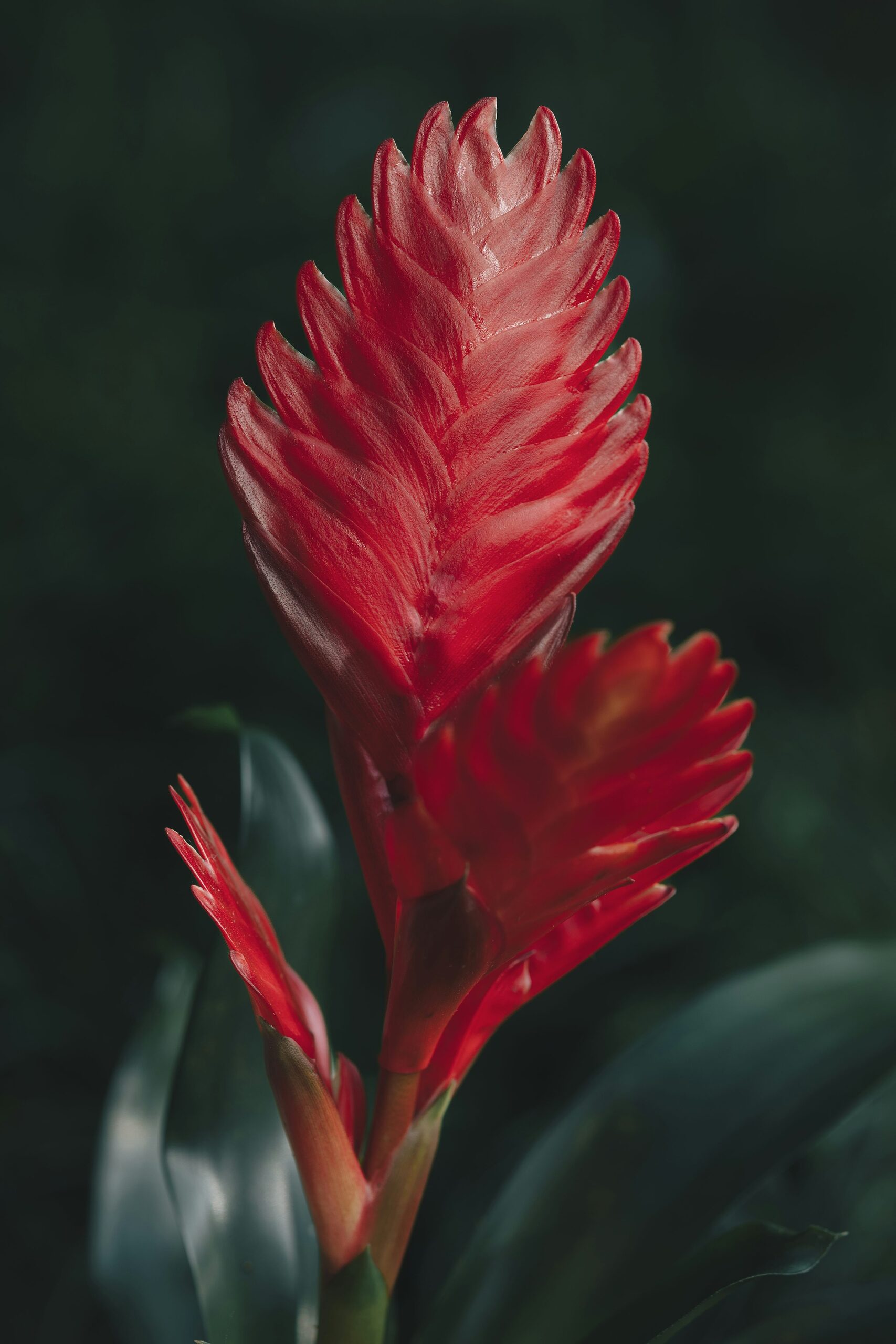 bromeliad thrips silver streaks