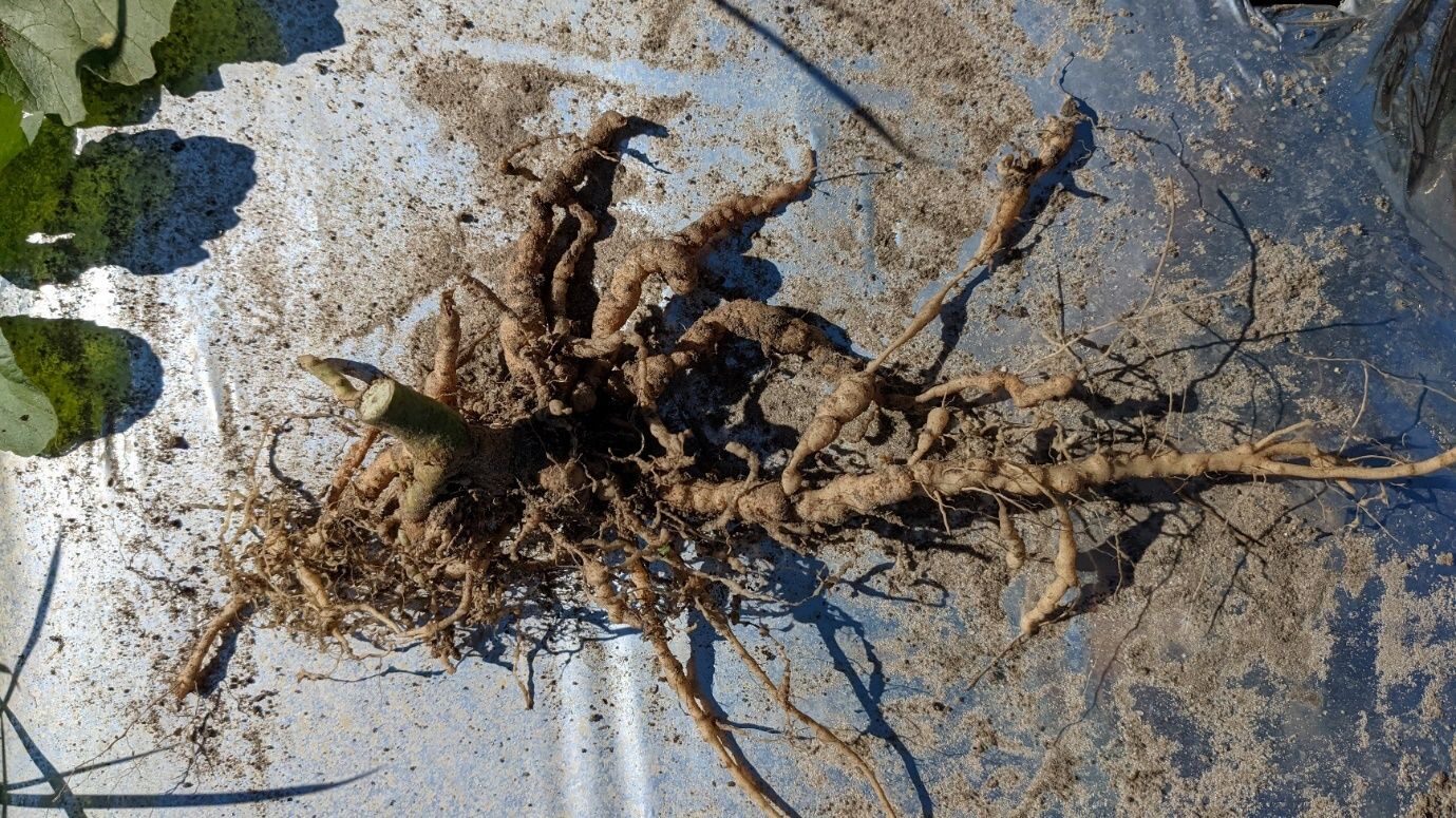 bromeliad root nematode galls
