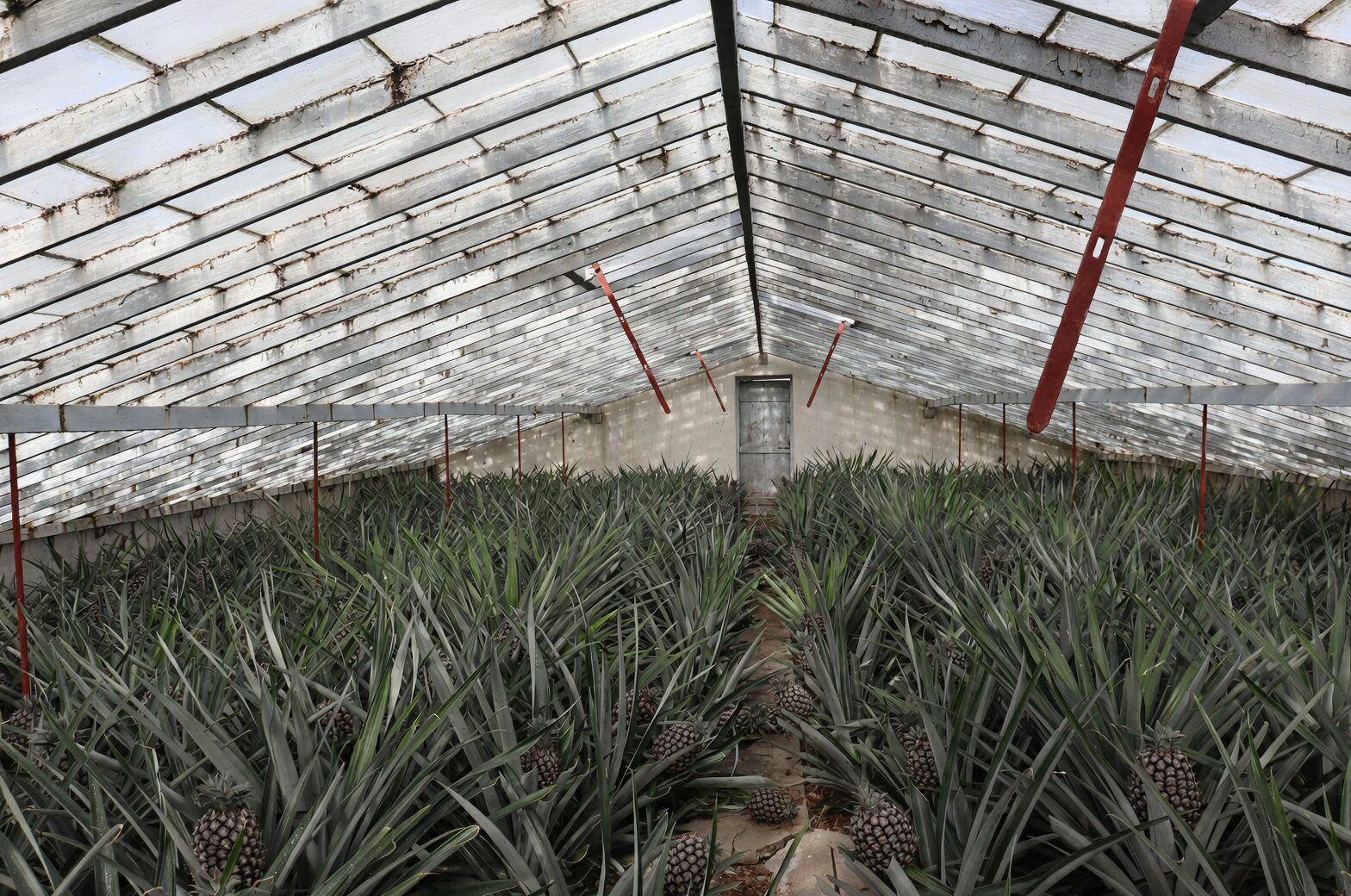 pineapple Victorian greenhouse