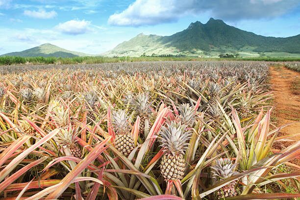 pineapple field rows sunset