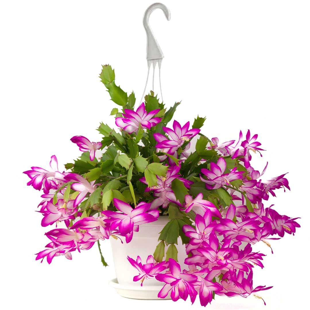 easter cactus hanging basket dining table