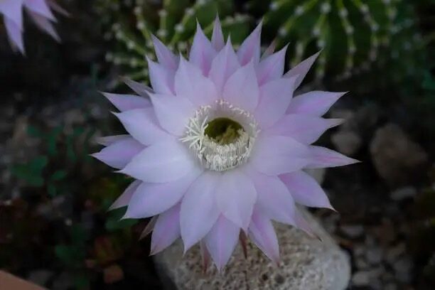 easter cactus watering soil close-up
