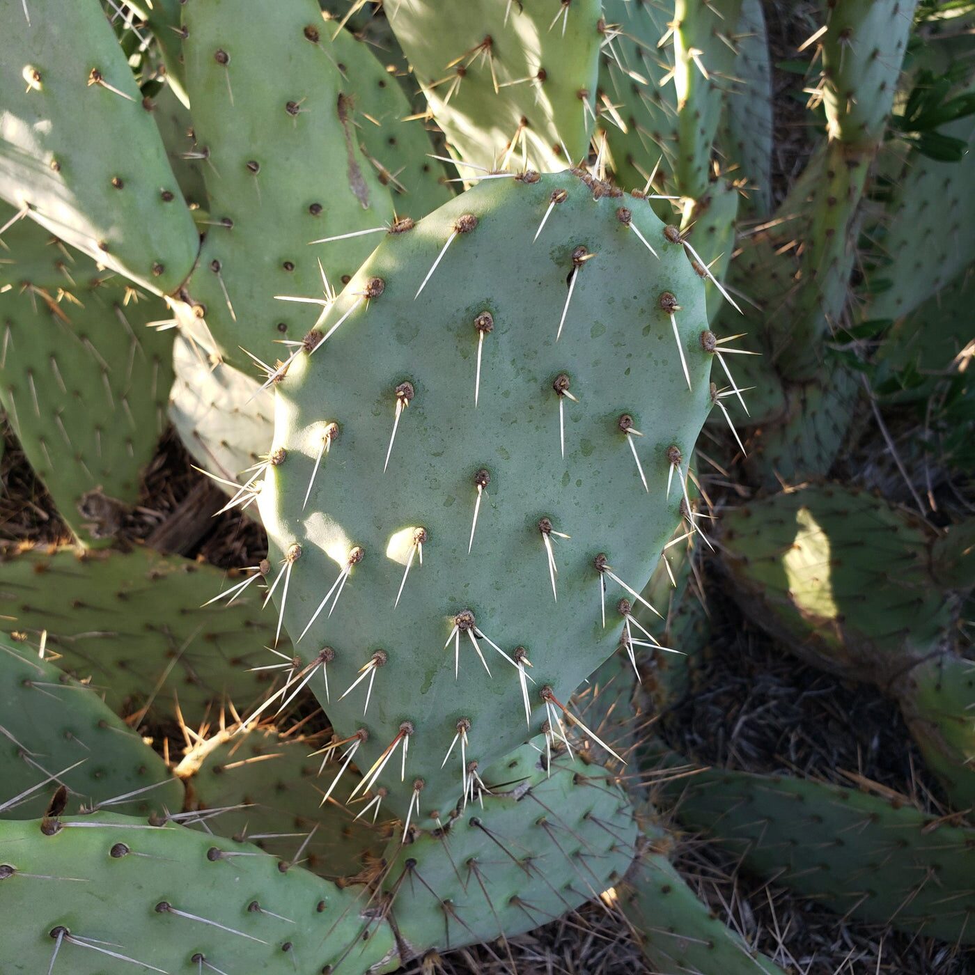opuntia pads spines close-up