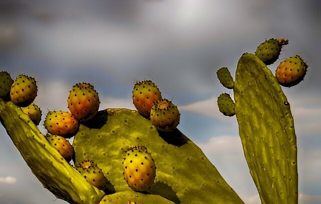 eagle snake on prickly pear cactus