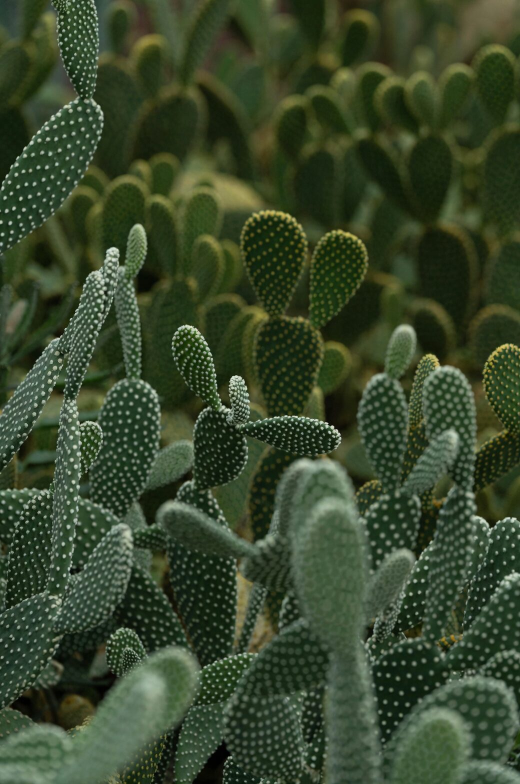 opuntia dillenii heavy concrete pot pebbles