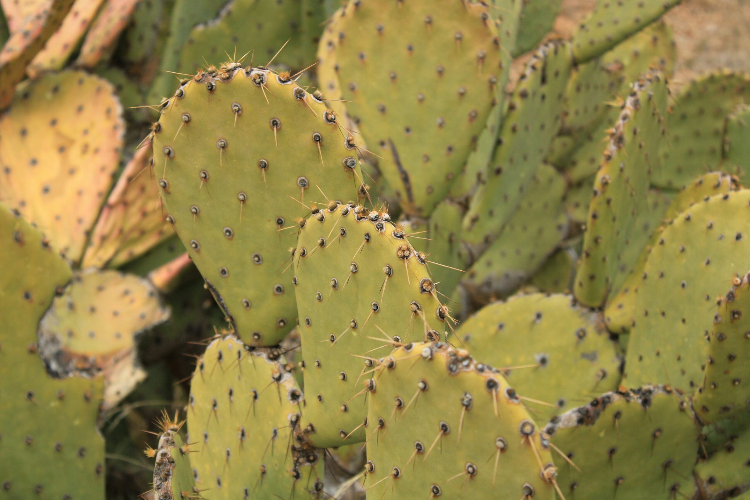 opuntia dillenii handling gloves tongs