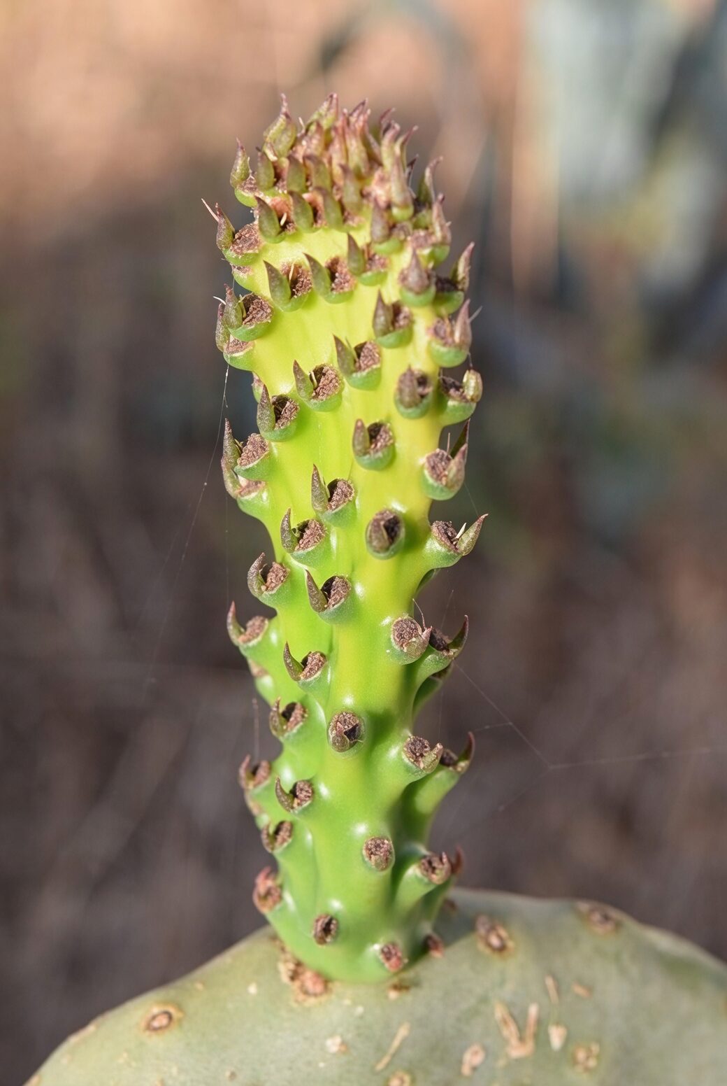 opuntia dillenii glochids close-up tape