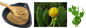 opuntia dillenii cat safety cabinet