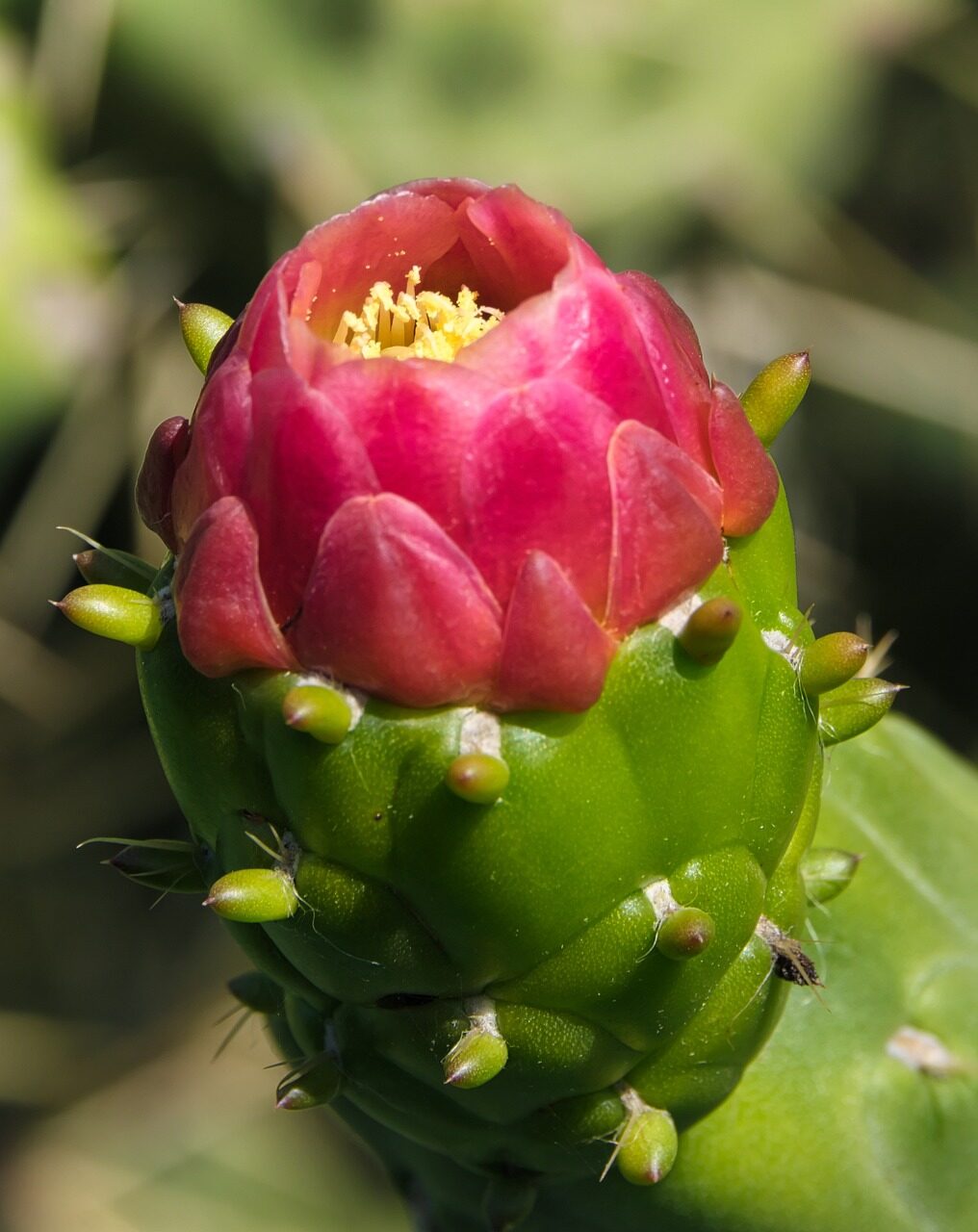 prickly pear cactus pad close-up