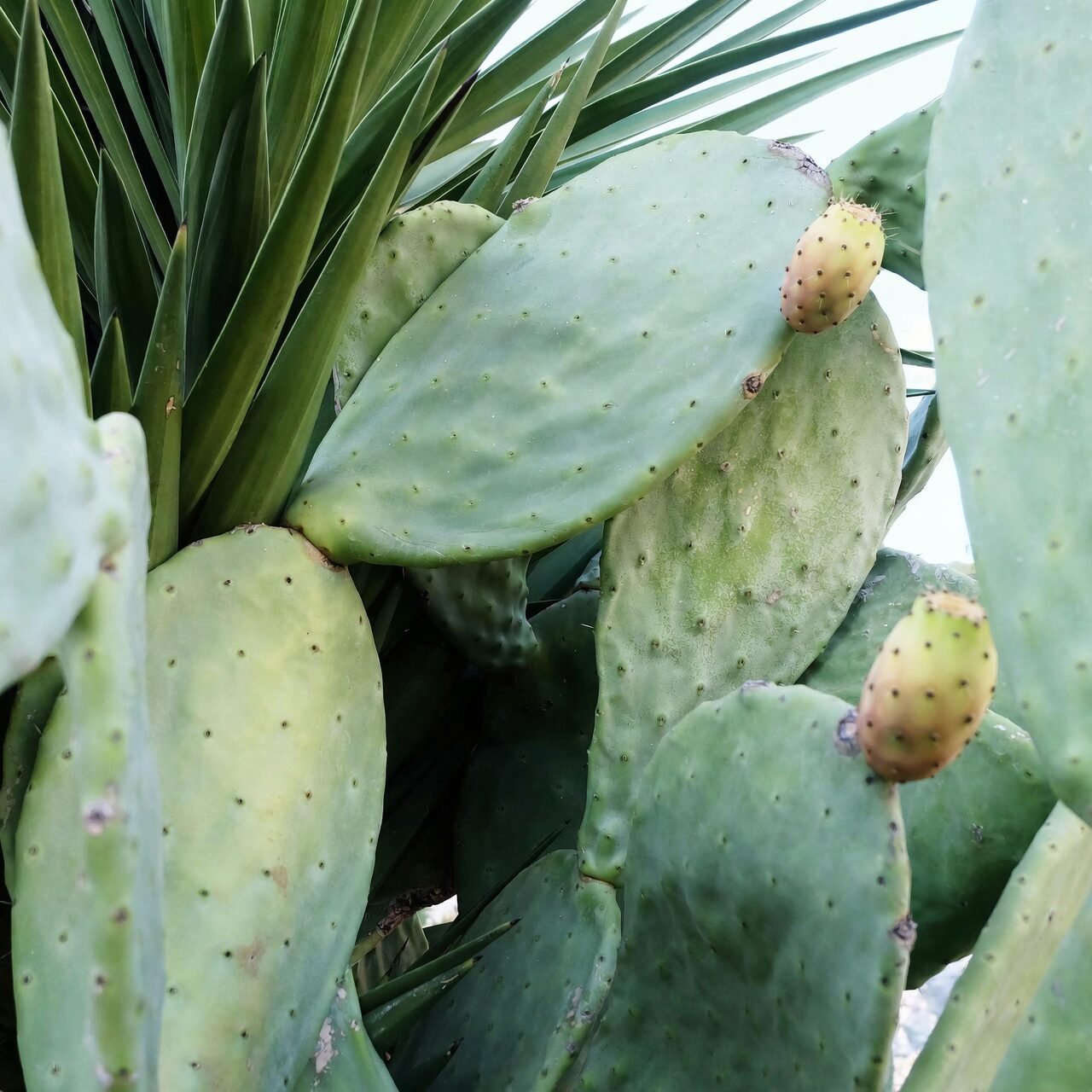 prickly pear cactus stretched pads