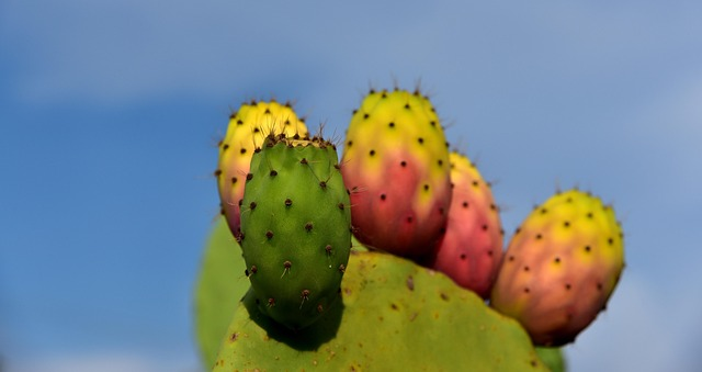 prickly pear cactus sunburn brown patch