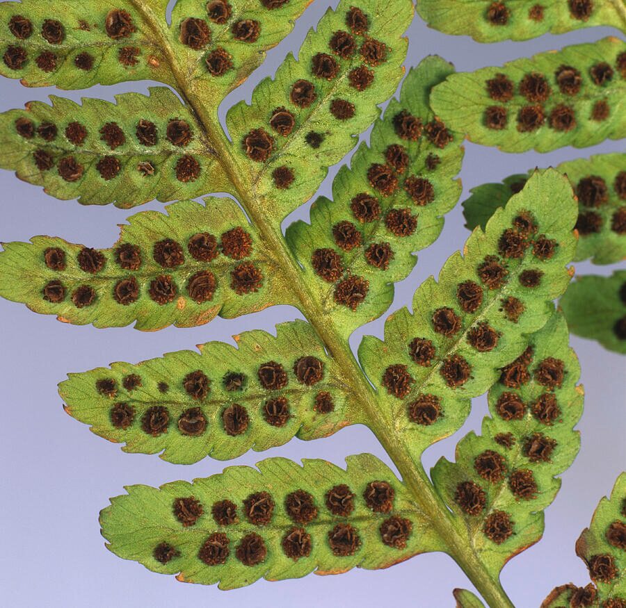 fern sori underside closeup