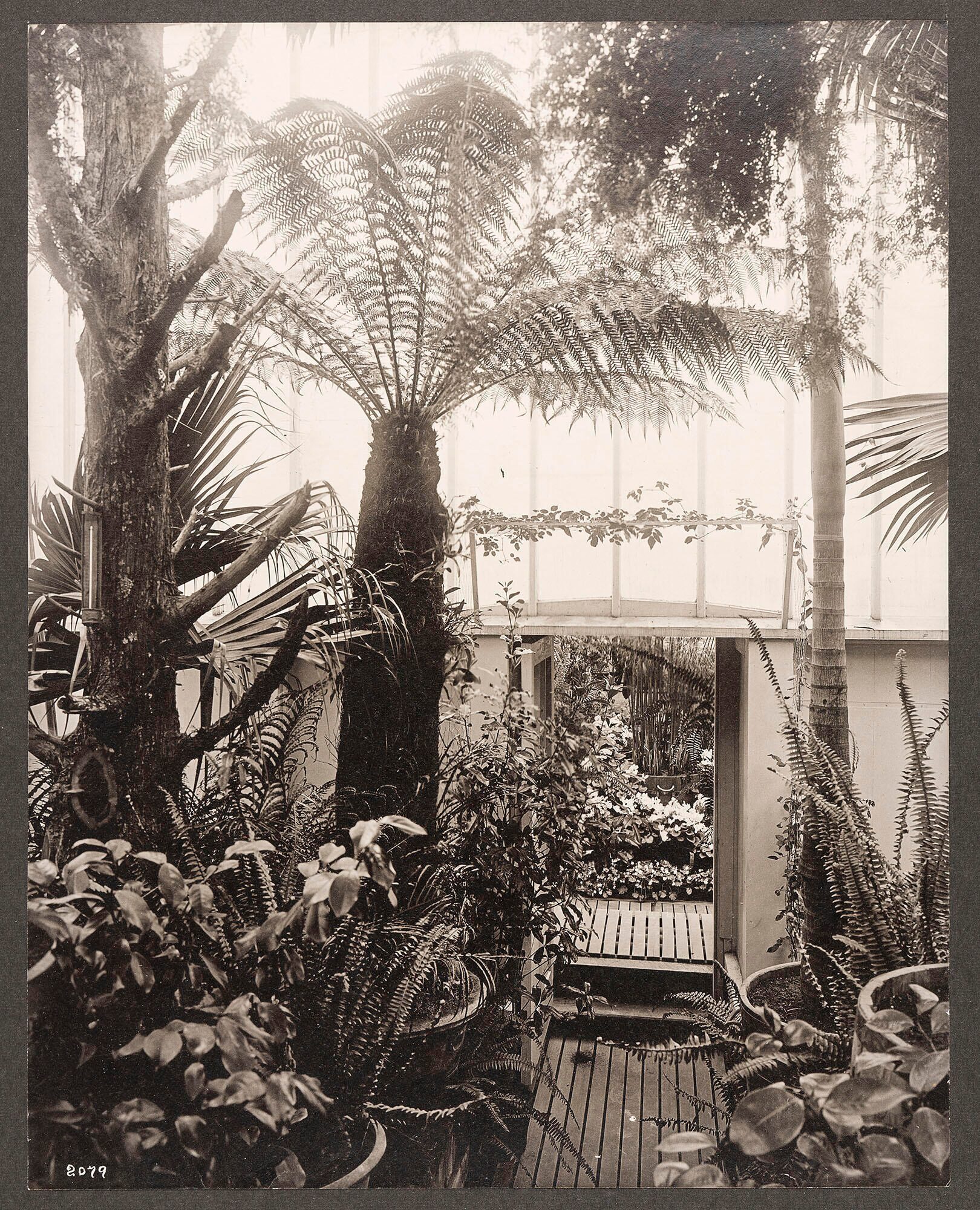 fern Victorian greenhouse conservatory