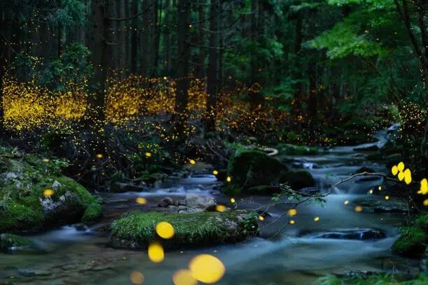 fern glowing flower night forest