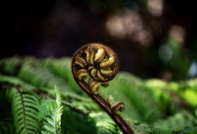 silver fern koru spiral