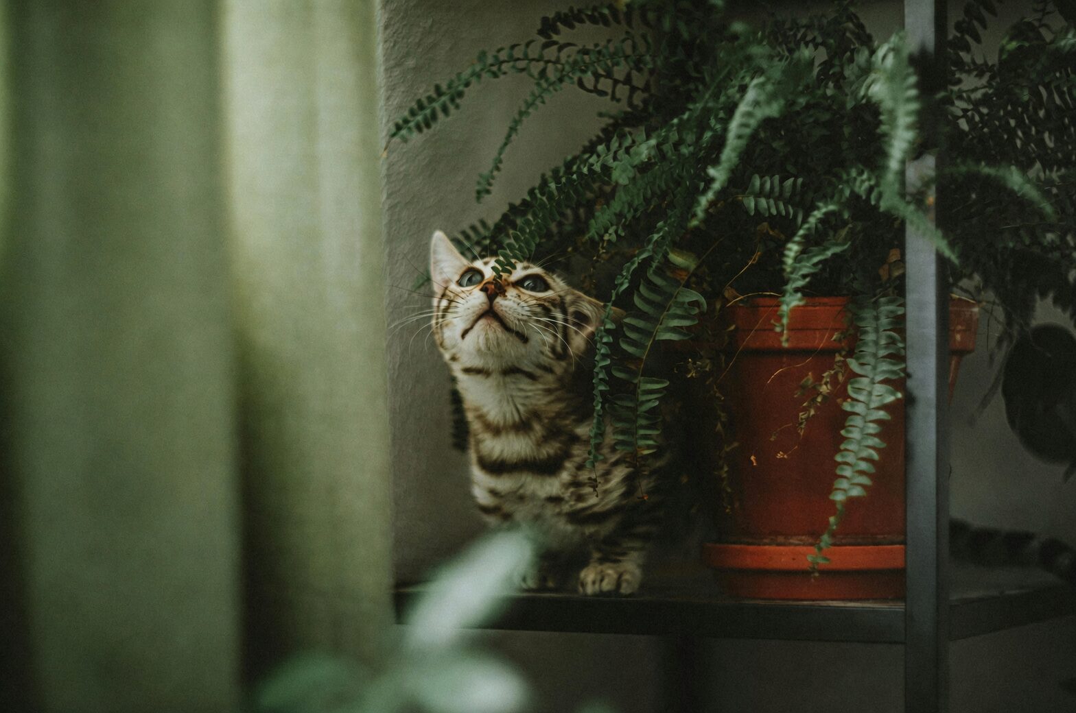 Boston fern bathroom shelf
