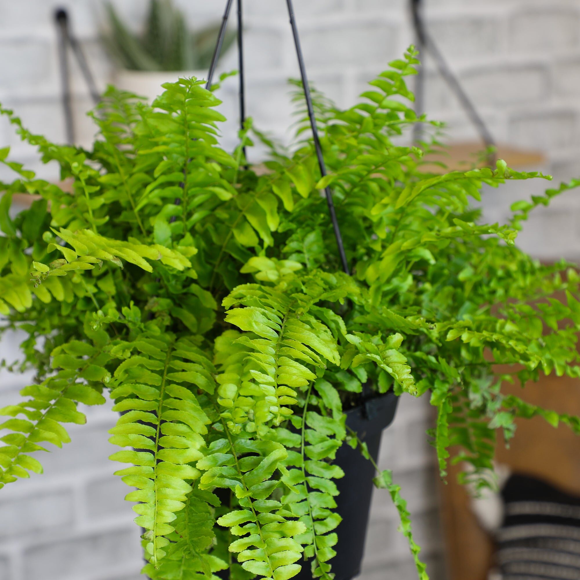 hanging boston fern cascading