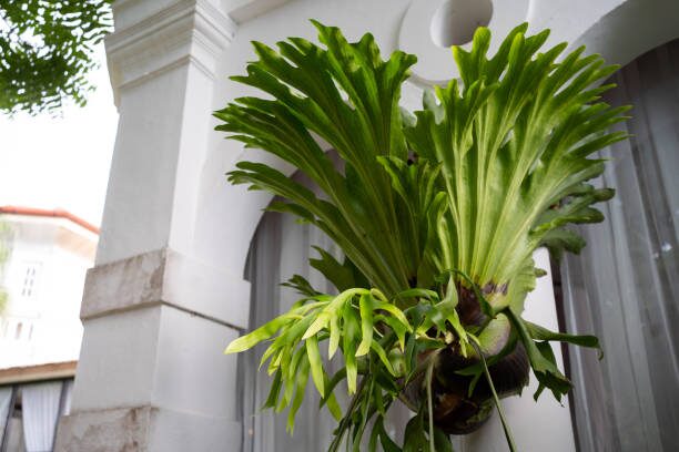 staghorn fern wall mount