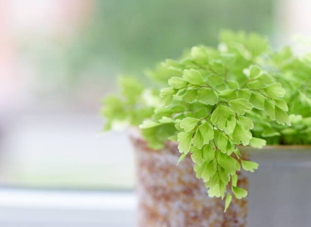 maidenhair fern moss terrarium