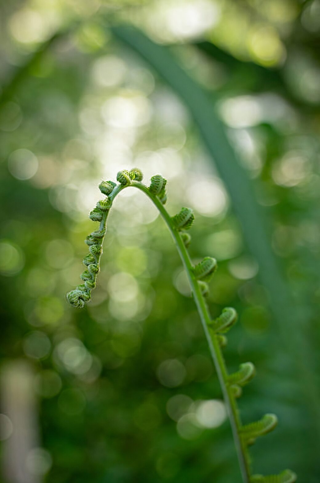 fern fiddlehead unfurling close-up