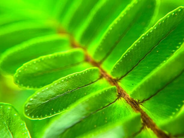 fern leaf underside sori macro