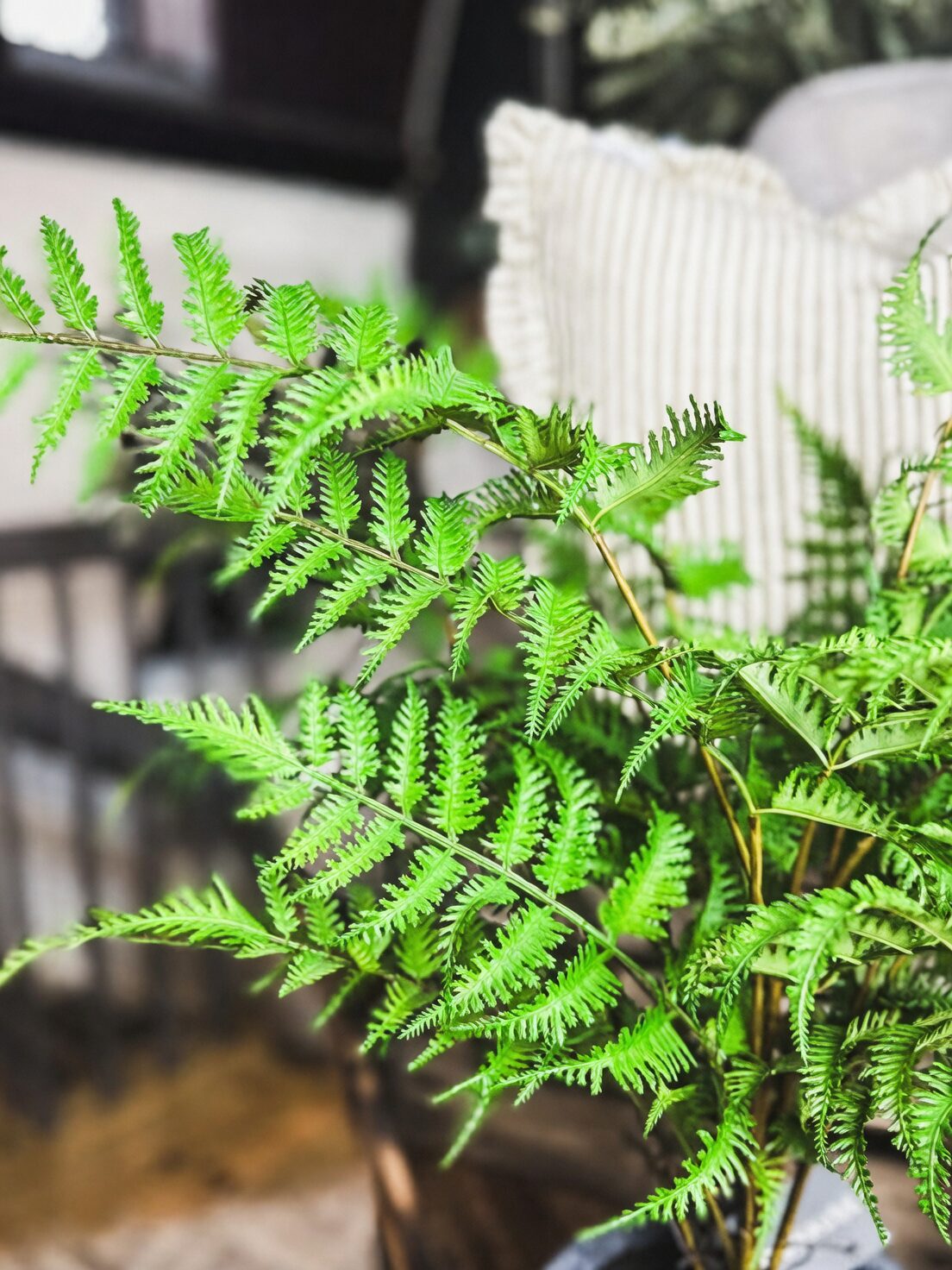 bracken fern blanching in pot