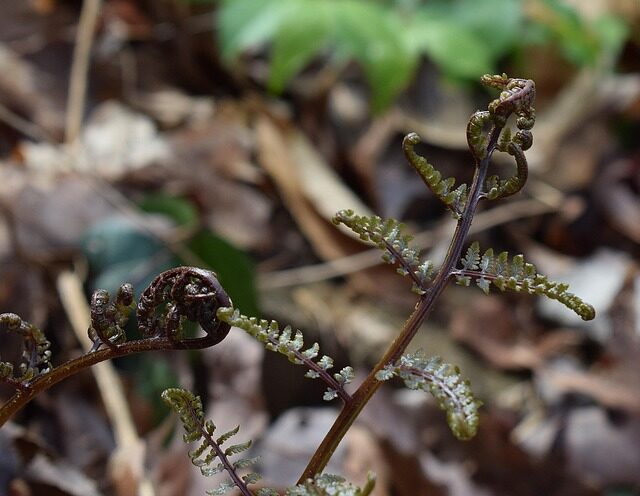 fern fiddlehead unfurling close-up