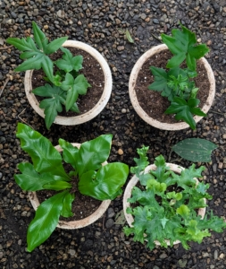 grouped ferns with small humidifier