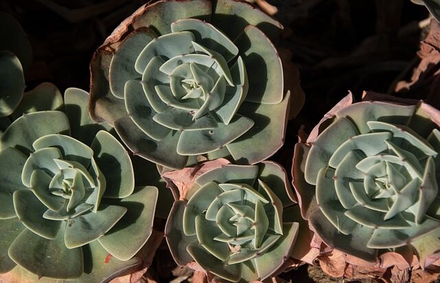 succulent greenhouse Yunnan China